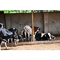 RAFFS Project: Kenya image