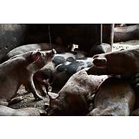 RAFFS Project: Kenya image
