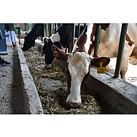 RAFFS Project: Kenya image